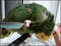 Smart-parrot-tool-use