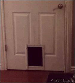 Cat-opens-door-handle-then-uses-pet-door