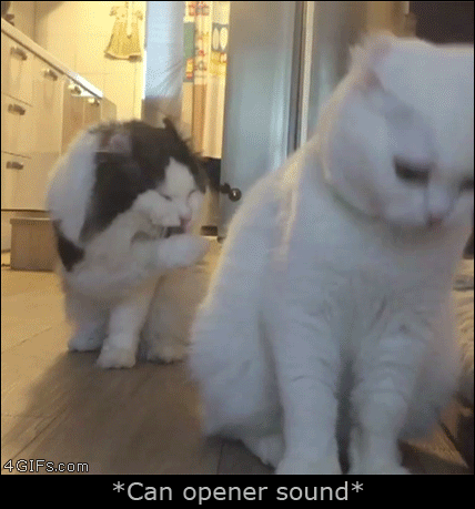 Can-opener-cats-sync-reaction