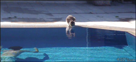 Cat-pool-scare