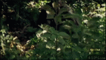 Animal GIFs
