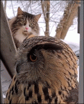 Owl-scares-cat