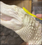 Toothbrush-scrubs-albino-alligator