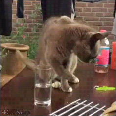 Cat-water-cup-tricked