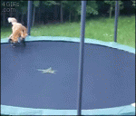 Foxes-trampoline-play