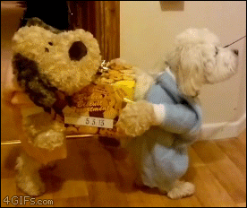 Dogs-carrying-box-costume.gif