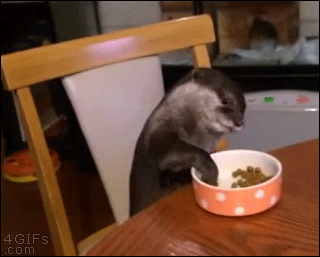 Otter-eating-at-table.gif
