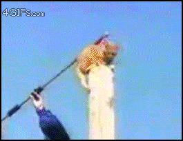 Flying-gliding-super-cat.gif