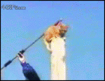 Flying-gliding-super-cat