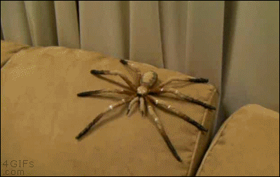 Spider-couch-prank