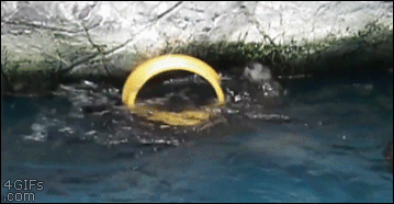 Majestic-spinning-otter-headshot