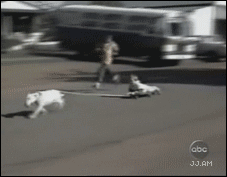狗狗拖着滑板，结果...
