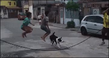 Dog-jumps-rope