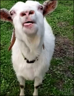 Crazy-goat-tongue