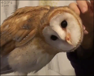 Owl-turns-head
