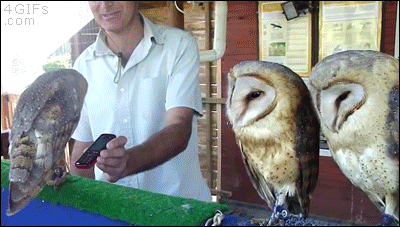 How-owls-dance-to-music