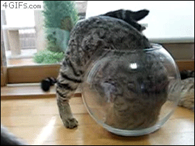 Cat-climbs-into-fish-bowl