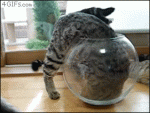 Cat-climbs-into-fish-bowl