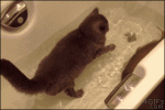 Cat-fish-friends-bathtub