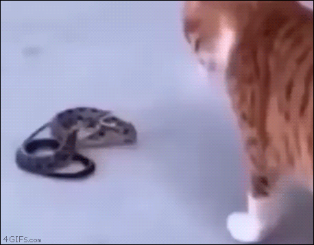 Cat-vs-snake