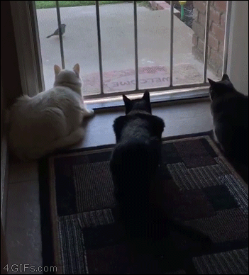 Dog-scares-cats-watching-birds