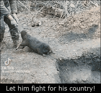 Beaver-fights-war-from-trench