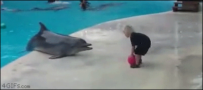 Dolphin-plays-catch