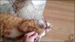 Cat-wants-catnip-stick