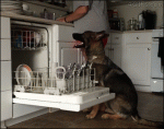 Dog-helps-with-dishes