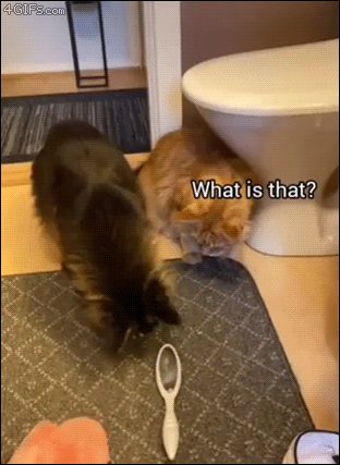 Cats-vs-hair-brush