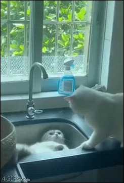 Sink-cat-turns-on-faucet