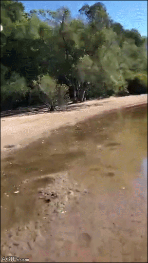Released-fish-immediately-caught-by-eagle.gif