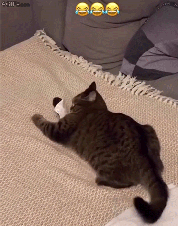 Cat-vs-piece-of-paper