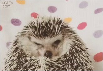 Hedgehog-wakes-eats-smiles.gif