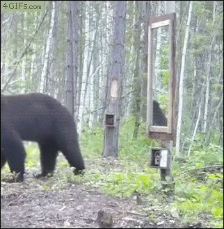 Bear-vs-mirror