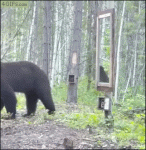 Bear-vs-mirror