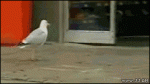 Seagull-steals-chips