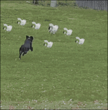 Dog-chases-cats-synchronized-escape.gif
