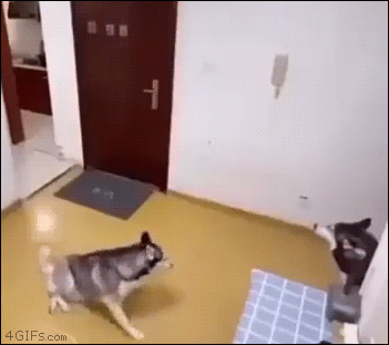 Husky-dog-opens-door