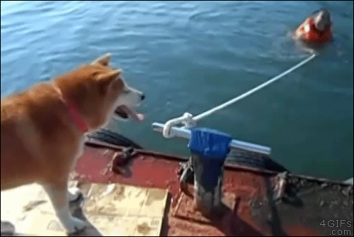Dog-rope-fail