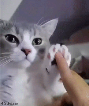 Cat-paw-dance