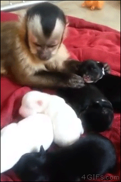 Monkey-petting-puppies