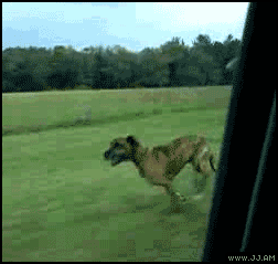 Dog-jumps-car-window.gif