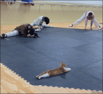 Cat-yoga