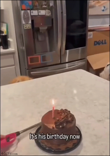 Dog-eats-birthday-cake-candle