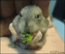 Hamster-eats-broccoli