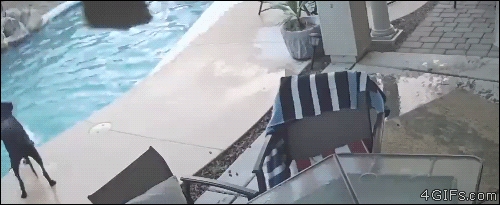 Lifeguard-dog-rescues-friend-from-pool