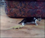Lizard-kitten-spaz-reaction