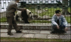 Panda-wants-jacket