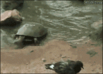 Turtle-eats-pigeon